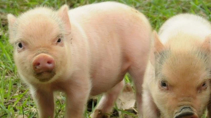Utrzymujesz świnie – musisz mieć Plan Bezpieczeństwa Biologicznego