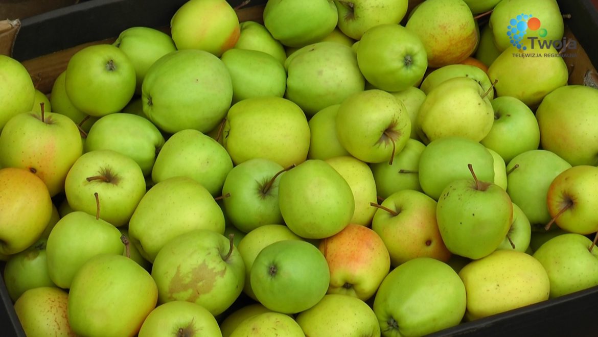 Wydawanie jabłek w Choroszczy przez MOPS