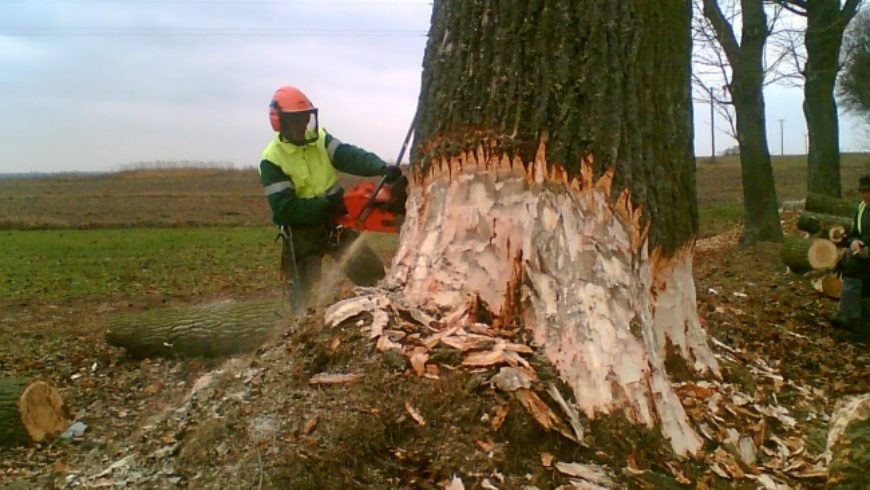 Wycinka drzew w Choroszczy niepokoi mieszkańców