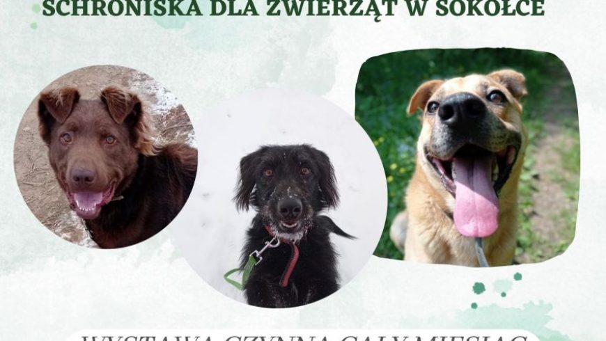 Wystawa zdjęć psów wykonanych przez wolontariuszy sokólskiego Schroniska dla Zwierząt